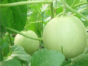 娱乐吃瓜和导演吃瓜区别,揭秘幕后真相的两种视角